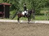 dressage horse Passpartout 8 (German Sport Horse, 2004, from Pour Plaisir 2)