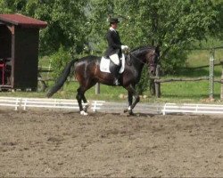 dressage horse Passpartout 8 (German Sport Horse, 2004, from Pour Plaisir 2)