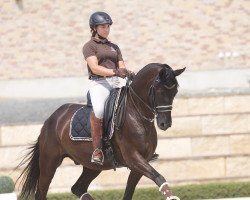 dressage horse Sandrope (Hannoveraner, 2007, from Samarant)