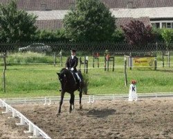 dressage horse Rubin 522 (Brandenburg, 2000, from Rubinstern Noir)