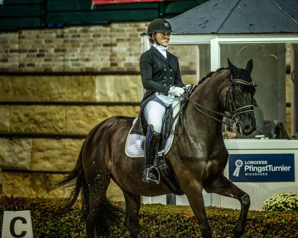 dressage horse President's Baccarat (KWPN (Royal Dutch Sporthorse), 2006, from Gribaldi)