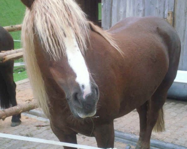 broodmare Heidi (Black Forest Horse, 2000, from Donnergroll)