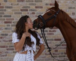 dressage horse Dressed Boy (Deutsches Reitpony, 2012, from Dance Star AT)