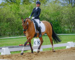 stallion Vantaggio 3 (German Riding Pony, 2013, from Valido's Highlight)