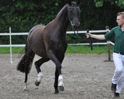 broodmare Rascalina della Luna (Hanoverian, 2007, from Rascalino)