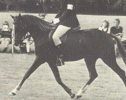 Zuchtstute Downland Tarantella (Welsh Partbred, 1970, von Downland Dragoon)