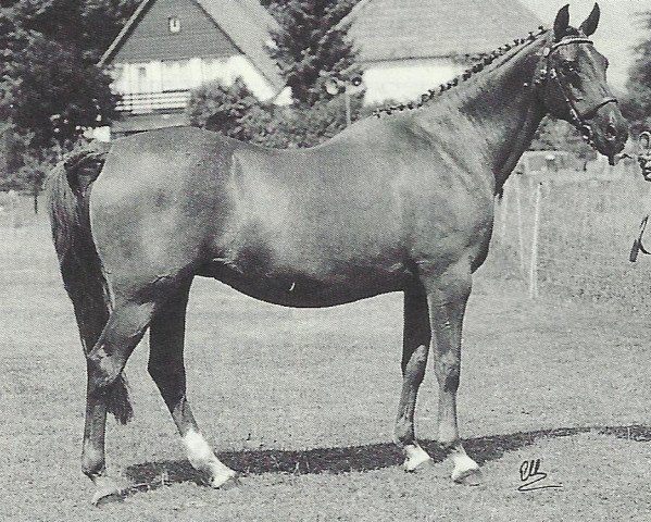 broodmare Downland Quest (Welsh Partbred, 1974, from Downland Chevalier)
