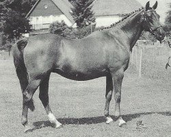 Zuchtstute Downland Quest (Welsh Partbred, 1974, von Downland Chevalier)