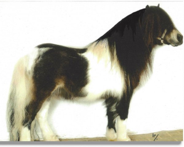 Deckhengst Y-Catcher van de Colorstable (Shetland Pony,  , von Lythwood Shamrock)