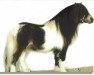 stallion Y-Catcher van de Colorstable (Shetland Pony,  , from Lythwood Shamrock)