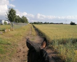 dressage horse Sayonara (Trakehner, 2010, from Le Rouge 7)