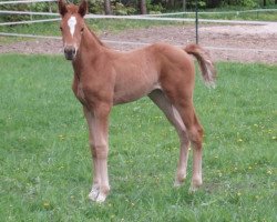 horse Whycocomagh H (Hanoverian, 2010, from Wolkenstein II)