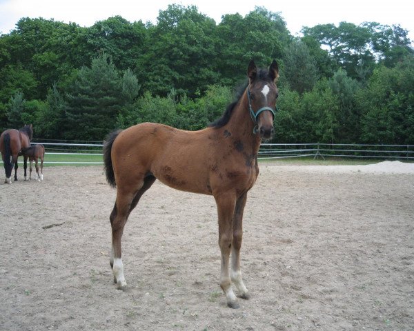 jumper Siva H (Hanoverian, 2011, from Stolzenberg)