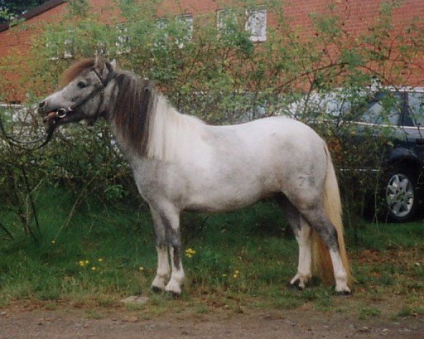 Zuchtstute Rubina v. Rosenberg (Shetland Pony (unter 87 cm), 1996, von Rikie)