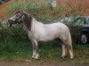 broodmare Rubina v. Rosenberg (Shetland pony (under 87 cm), 1996, from Rikie)