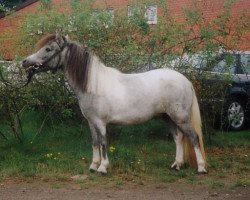 broodmare Rubina v. Rosenberg (Shetland pony (under 87 cm), 1996, from Rikie)