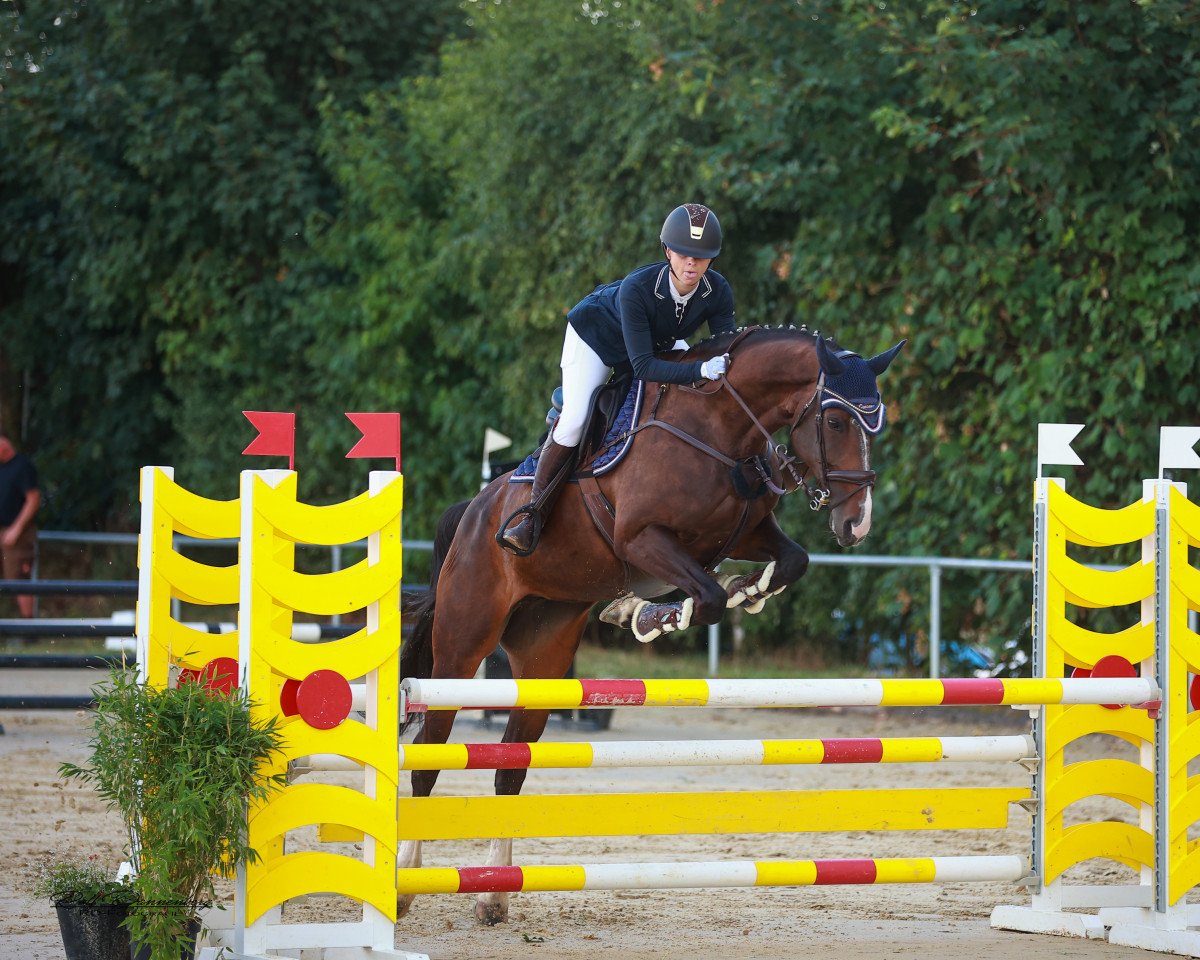 jumper Dai Bella (Hanoverian, 2014, from Diacontinus)
