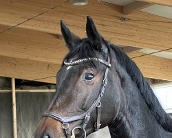 broodmare Dissey Von Worrenberg (Oldenburg, 2015, from Diamant de Semilly)