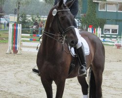 dressage horse Schokoboy 2 (Westphalian, 2004, from Santa Cruz)