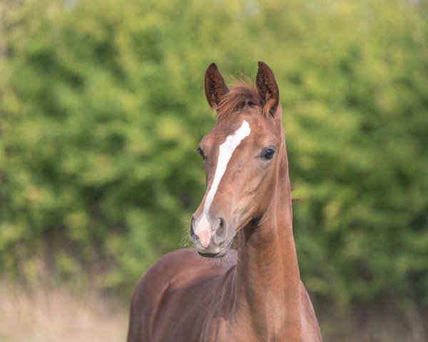 dressage horse Fürst Rondo (Hanoverian, 2022, from Fürst Nymphenburg)