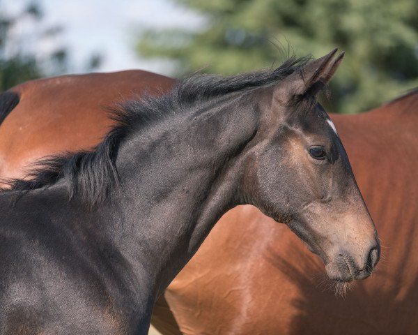 foal by Dancito (Hanoverian, 2022, from Despacito 16)
