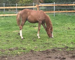 dressage horse Vancouvers Girl (German Riding Pony, 2022, from Top Vancouver)