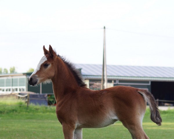 Dressurpferd Donˋt Touch Me (Deutsches Reitpony, 2022, von Damaszener K WE)