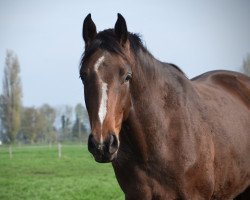 broodmare Svenja (Hanoverian, 2020, from Cascadello)