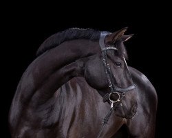 dressage horse Linkin (Hanoverian, 2016, from Livaldon)