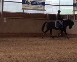 dressage horse Normen 13 (German Riding Pony, 1998, from New Delight)