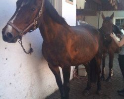 broodmare Perle (South German draft horse, 1985, from Verenus)