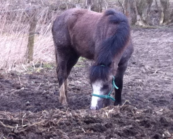 Deckhengst Skari (Welsh Mountain Pony (Sek.A), 2010, von Gigo)