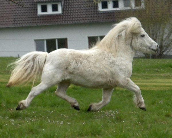 broodmare Attesa v. Rosenberg (Shetland Pony, 1993, from Igor II)