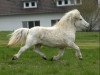 broodmare Attesa v. Rosenberg (Shetland Pony, 1993, from Igor II)