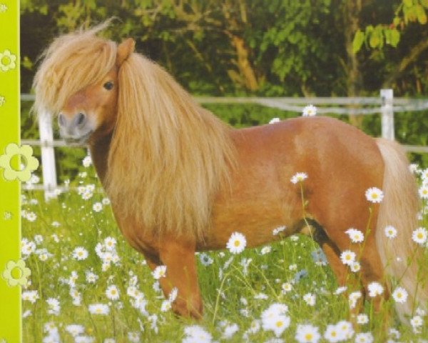 Deckhengst El Diabolo (Shetland Pony (unter 87 cm), 1992, von El Dorado)