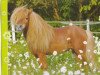 stallion El Diabolo (Shetland pony (under 87 cm), 1992, from El Dorado)