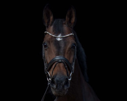 Springpferd Violetta B 3 (Hannoveraner, 2013, von Viscount 22)