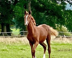 dressage horse Stute von Dreidimensional I AT NRW / Dimension AT NRW (German Riding Pony, 2022, from Dreidimensional AT NRW)