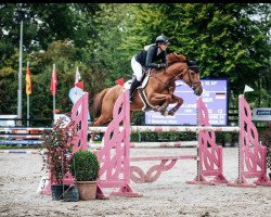 jumper Mariposa 19 (Oldenburg show jumper, 2015, from Mylord Carthago)