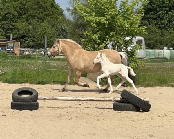 Pferd Trollgardens Fuchur (Fjordpferd, 2022, von Finfin N.2601)