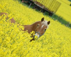 Pferd Burby 9 (Haflinger, 1990)