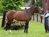 broodmare Abby H (Hanoverian, 2007, from Acorus)