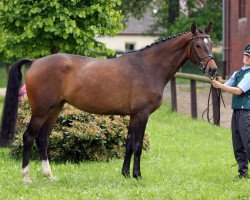 broodmare Abby H (Hanoverian, 2007, from Acorus)