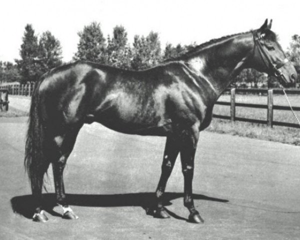 stallion Literat xx (Thoroughbred, 1965, from Birkhahn xx)