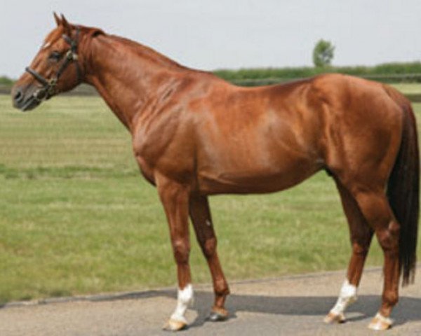 stallion Osorio xx (Thoroughbred, 2000, from Surumu xx)