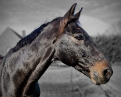 dressage horse Fabriciano (Westphalian, 2011, from First Selection)