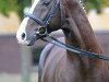 stallion Relius (Hanoverian, 2001, from Rohdiamant)