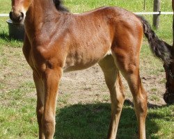 broodmare Antigonish H (German Sport Horse, 2009, from Souvenir)