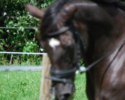 Pferd Columbo (Hessisches Warmblut, 1993, von Chairman)