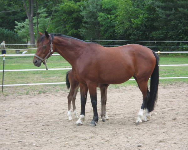 Zuchtstute Arancha (Hessisches Warmblut, 1995, von Aleman)